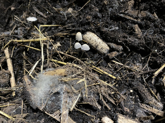 Healthy soil surface with mushrooms, visible roots, and active microbial life, showcasing a thriving ecosystem in living soil.