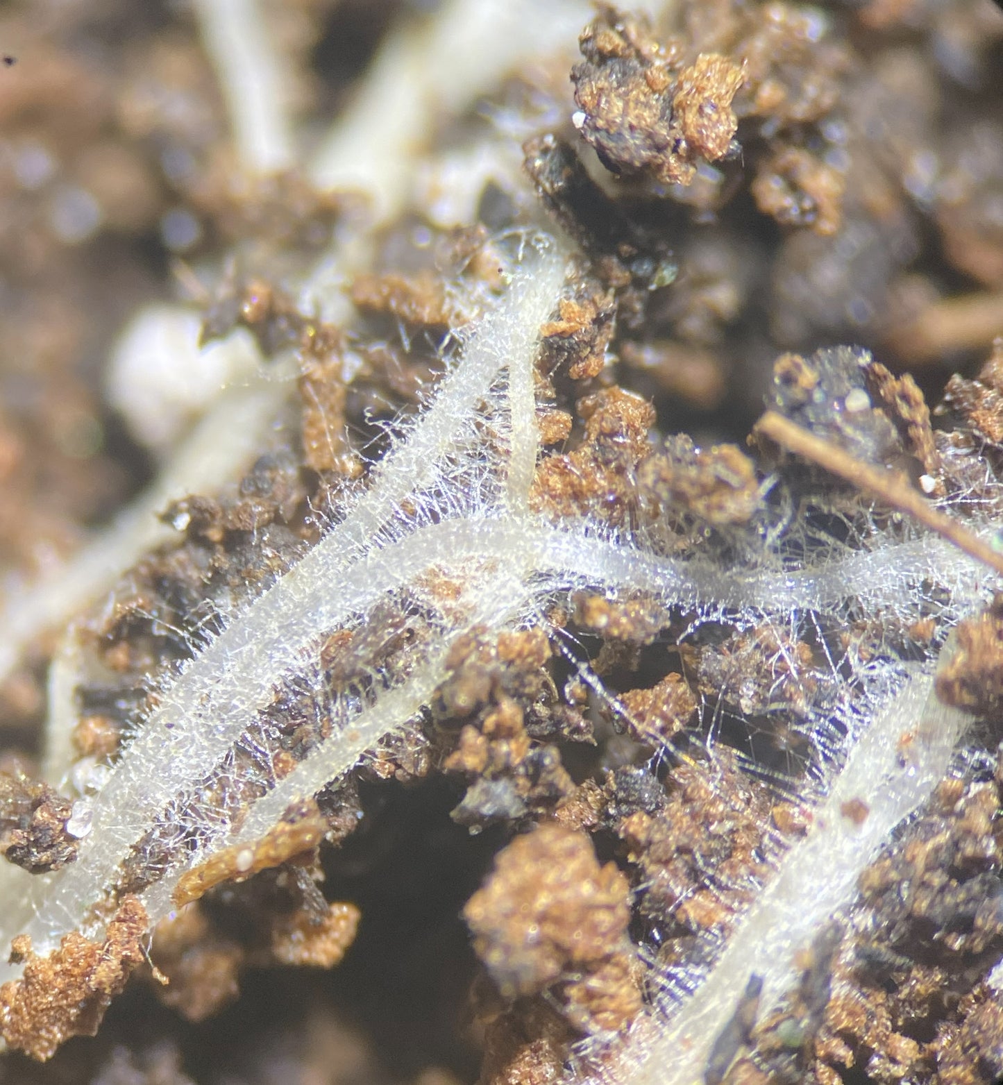 Soil food web analysis under microscope showing healthy soil and big roots